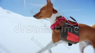 可爱可爱的棕色小狗在雪地里奔跑